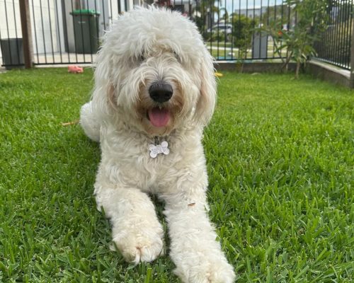 Meet Coco, Our Therapy Dog